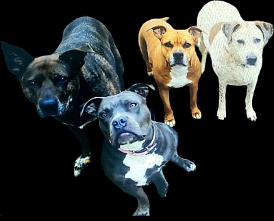 Some of our girls that left for the rainbow bridge showing you the way to our utube channel