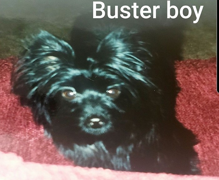 Buster tiny boy big personality