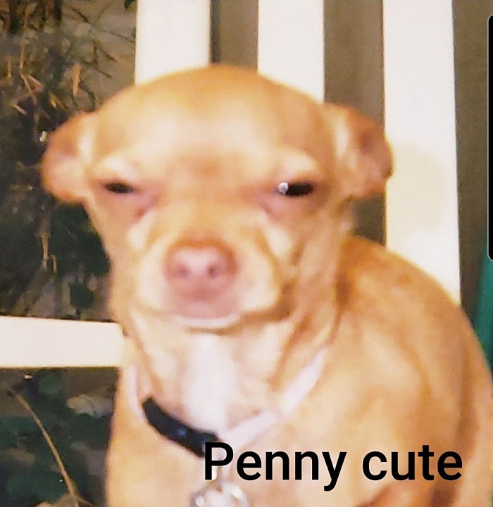 Penny tiny cutie forever free at the rainbow bridge