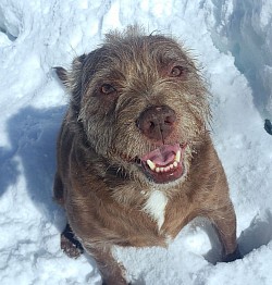 Snow dog