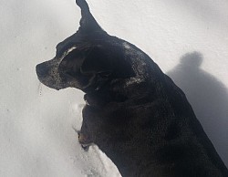 Mahigan loves the snow