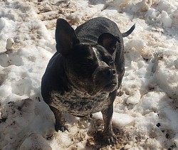 Hiking in the dirty snow