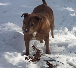 Ruby loves the snow too