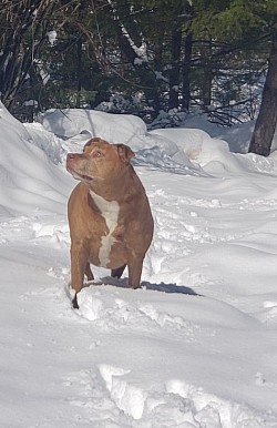Snowdog Ruby