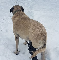 Archer with one of the braces on enjoying the snow