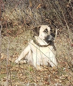 Archer loves nature hanging out