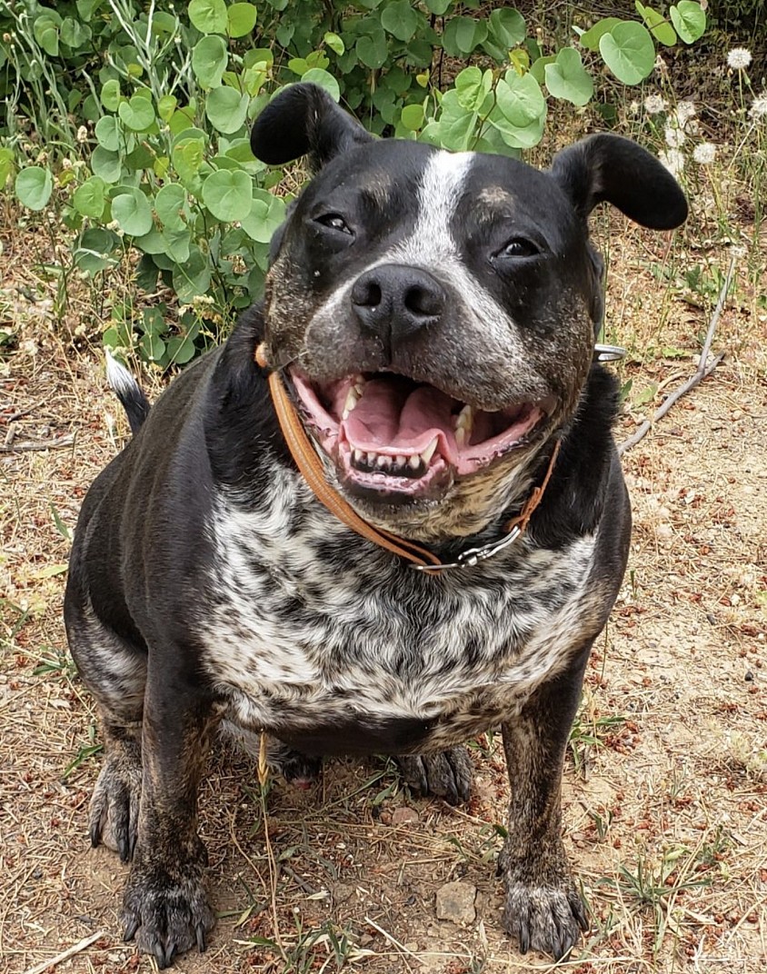 Mahigan Heegyman 12 years young this Oct