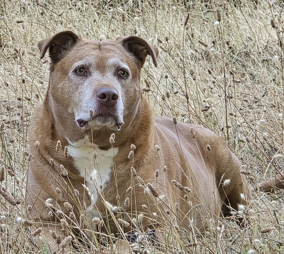 Ruby Rubenstein Rubina, 9 years young