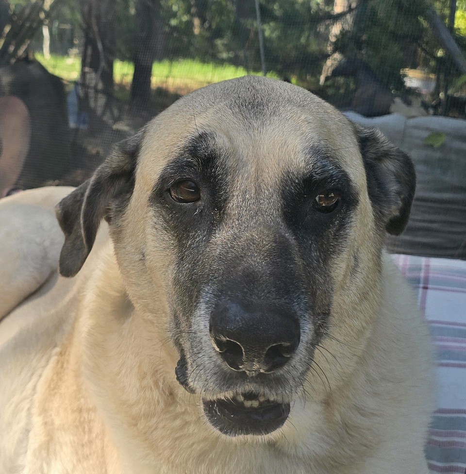 Archer 10 years 125 pounds