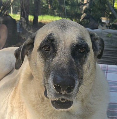 Archer 9 years old 125 pounds