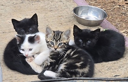 Help us spay and neuter these four feral kittens to break the cycle of overpopulation.