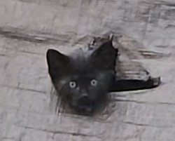 Kato meaning cat
