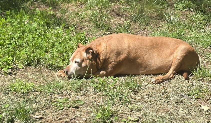 Ruby Rubenstein Rubina, 9 years young