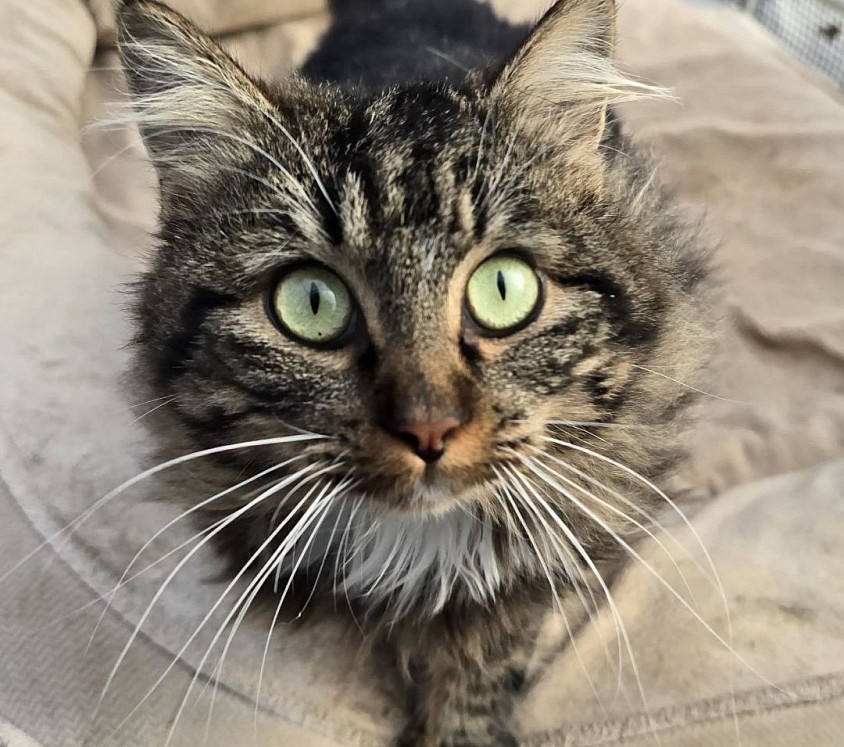 MAUIE momma cat getting trapped for spay