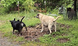 The contest