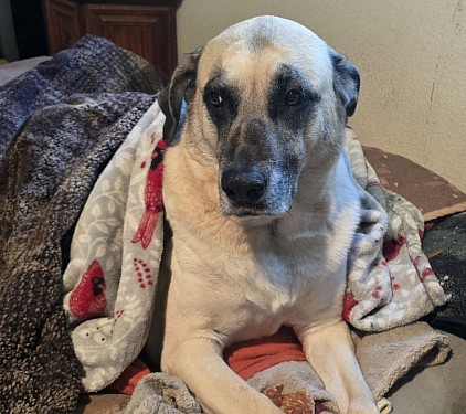 Archer 9 years old 125 pounds