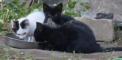 We are currently accepting tax-deductible donations to help cover the cost of spaying and neutering four kittens by the time they reach six months of age. They are currently around three months old, so there is still a short window of time to complete the care in a safe and timely way.