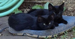 Beautiful black green eyed Kato and Lusho