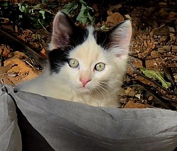 Sterling 8 weeks old