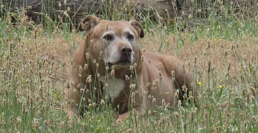 Ruby Rubenstein Rubina, 9 years young