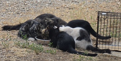 We are currently accepting tax-deductible donations to help feed and care for the six cats — four kittens, their mom, and another cat who showed up and joined the family. Your support helps us provide the food and ongoing care they need.
