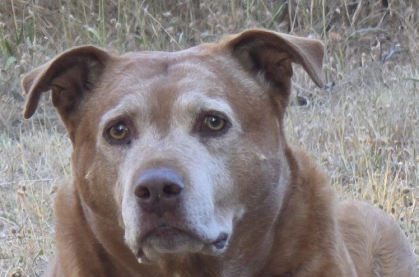 Ruby Rubenstein Rubina, 9 years young