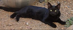 Panther boy fixed