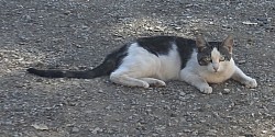 Sylvester stray cat showed up several months back