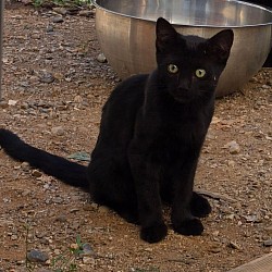 Mósí boy