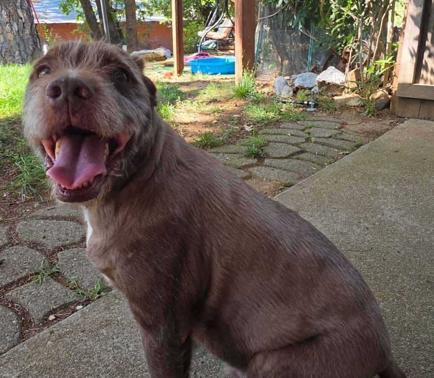 Charles almost 14 years young this September say Happy Birthday Charles send him a special gift