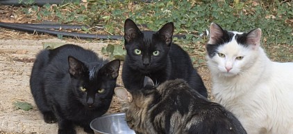 We are currently accepting tax-deductible donations to help feed and care for the six cats — four kittens, their mom, and another cat who showed up and joined the family. Your support helps us provide the food and ongoing care they need.